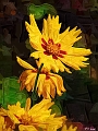 Zlute kvety